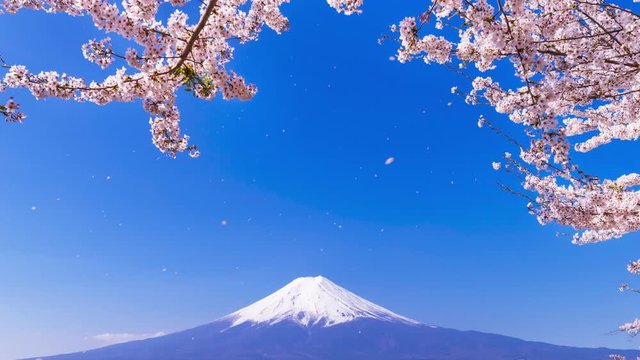 満開の桜と富士山+舞い散る桜の花びらのCG（モーションフォト）