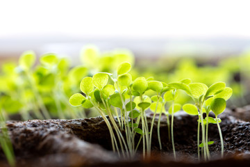 Seedlings of vegetables growing in peat pots closeup, defocus. Young plant sprouts on a light...