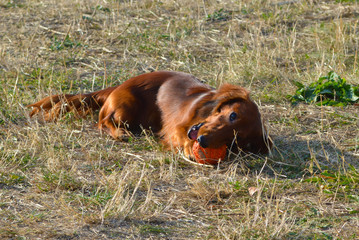 the dog is playing ball