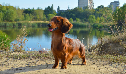 dog in the lake