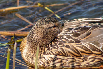 kaczka © Henryk Olszewski