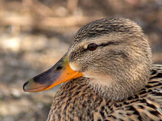 kaczka © Henryk Olszewski