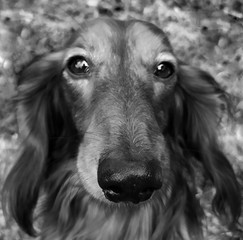 black and white photo dog