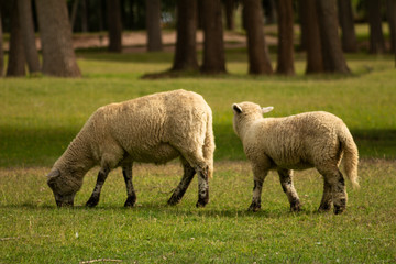 Sheep in the field. Animals for food and for making wool.