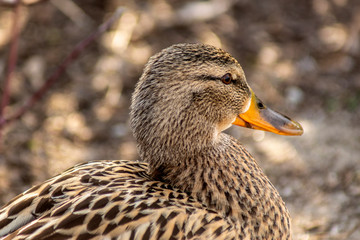 kaczka © Henryk Olszewski