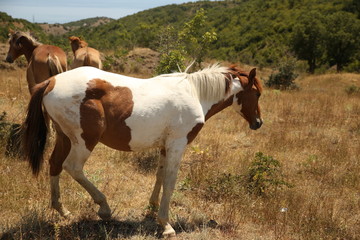 Horses take a seat on the field in summer. Herd, pinto, foal.