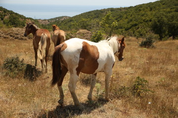 Fototapeta premium Horses take a seat on the field in summer. Herd, pinto, foal.