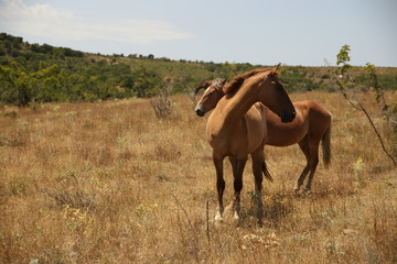A herd of orange horses on a field in summer. Crimean peninsula.