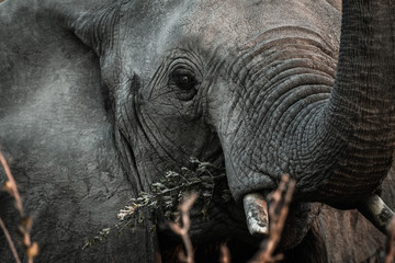 Fototapeta premium Elefante affamato