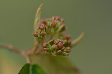 Spring shoot with buds Closeup