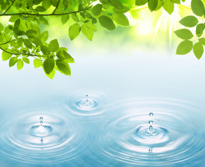 Naklejka na ściany i meble Green leaf with water drops on pond