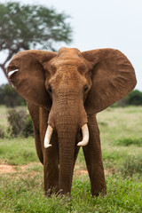 Fototapeta na wymiar Elefante arrabbiato