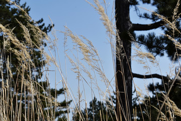 Gras in der Sonne wiegt sich mit dem Wind