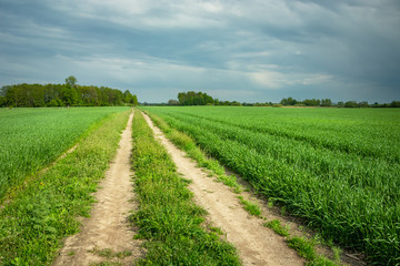 Fototapeta na wymiar Dirt road through a field of green grain, horizon and rainy clouds on the sky