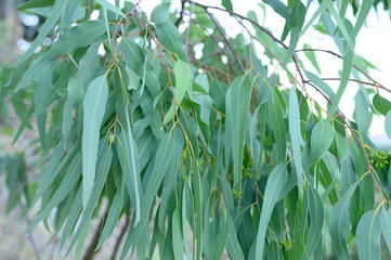 eucalyptus leaves. branch eucalyptus tree nature outdoor background