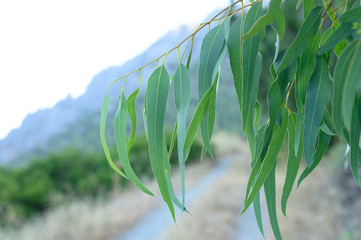 eucalyptus leaves. branch eucalyptus tree nature outdoor background © Ksenia