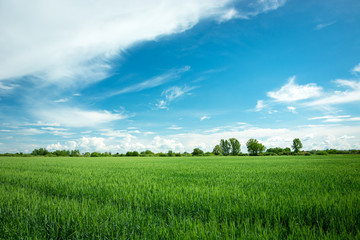 Green grain field, horizon and white clouds on blue sky