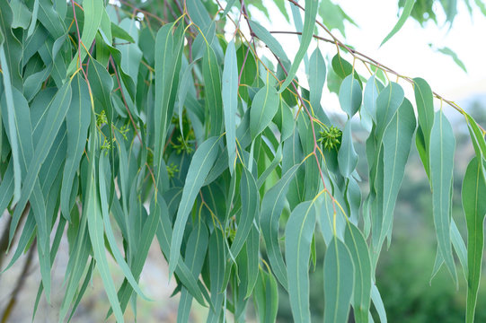 eucalyptus leaves. branch eucalyptus tree nature outdoor background