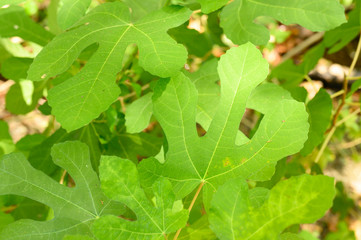 green wild Fig leaves in the rainforest. sun beams