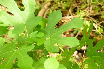 green wild Fig leaves in the rainforest. sun beams