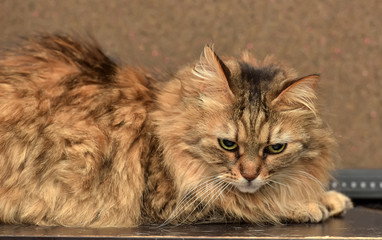 norwegian forest brown cat