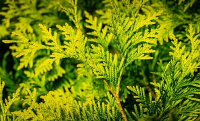 Close-up yellow-green texture of leaves western thuja (Thuja occidentalis Aurea). Nature landscape, fresh wallpaper and spring background concept. Selective focus.
