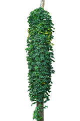 Jungle tree trunk with tropical foliage plants, climbing Monstera (Monstera deliciosa) and forest orchid green leaves growing in wild isolated on white background with clipping path. HD Image