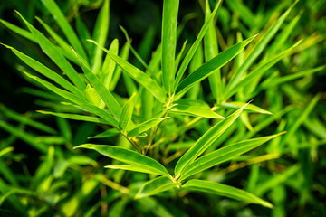 Green leaves bamboo Phyllostachys aureosulcata. Close-up of evergreen graceful plant on black wall. Lovely background for any design. Selective focus