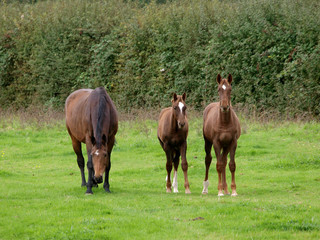 Obraz premium Mares and Foals