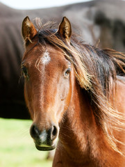 Native Pony Headshot
