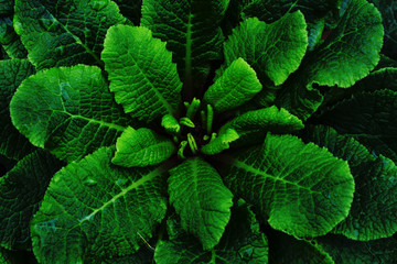 Green leaves in the forest. Close up. Nature background. Dark toning