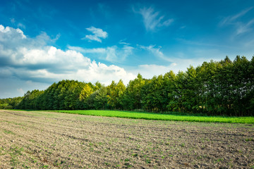 Plowed field and the row of green trees, white clouds on blue sky