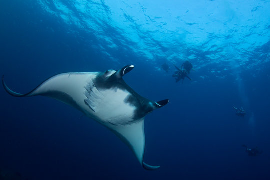 Oceanic Manta Ray and scuba divers 