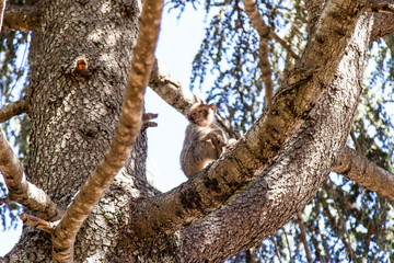 monkeys in the forest in Morocco