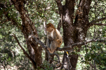 monkeys in the forest in Morocco