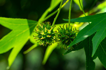Green seeds with young leaves of Liquidambar styraciflua, Amber tree in focus edged with blurred greenery in summer day. Nature concept for design. Selective focus