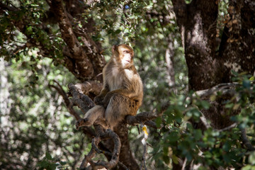 Fototapeta na wymiar monkeys in the forest in Morocco
