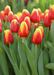 Obraz premium Tulip Russia, beautiful variety of Tulip with vivid red-yellow petals