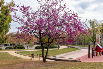 Nice tree with pink flowers and some trapped balloons