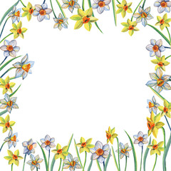 Watercolor frame of yellow and white daffodils. Watercolor illustration Isolated on a white background.