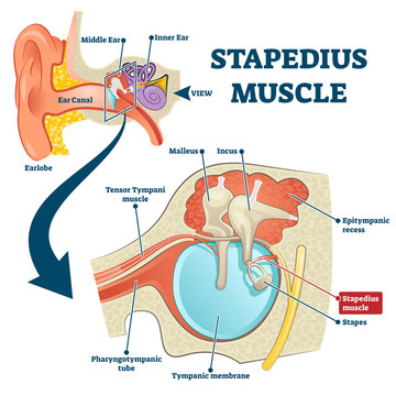 Stapedius muscle vector illustration. Labeled anatomical ear structure scheme