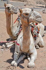Cammello deserto
