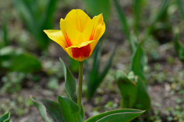 Yellow-red tulip in spring isolated closeup