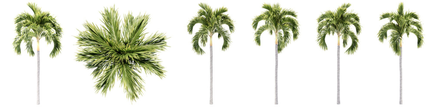Set or collection of green palm trees isolated on white background. Concept or conceptual 3d illustration for nature, ecology and conservation, strength and endurance, force and life