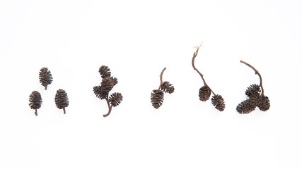 Small alder cones on twigs on a white background