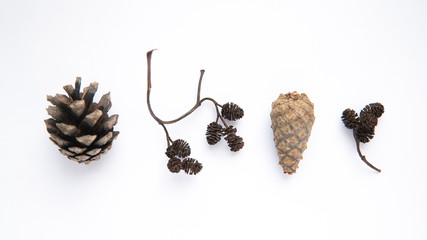 Small alder cones on twigs and open and closed pine cones on a white background