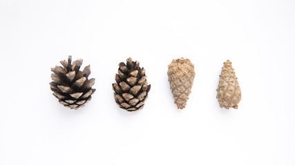 Pine open and closed cones on a white background