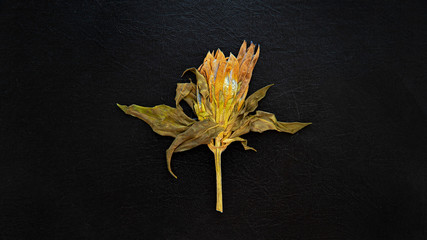 Herbarium of a beautiful large flower on a background of black textured leather