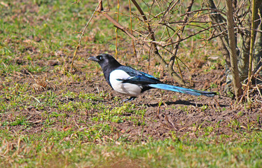 magpie
