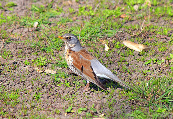 unusual bird walking in a spring park